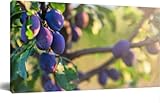 JOPZEMTYED Wall Art Frame Gallery Wall Decor Fresh fruit a plum tree ripen the sun Modern Canvas Prints Artwork for Living Room Bedroom Office Kitchen 20x40Inch