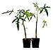 9GreenBox -TR Hovey Papaya Carica L. Caricaceae ~ Miniature Tree- 2 Pack