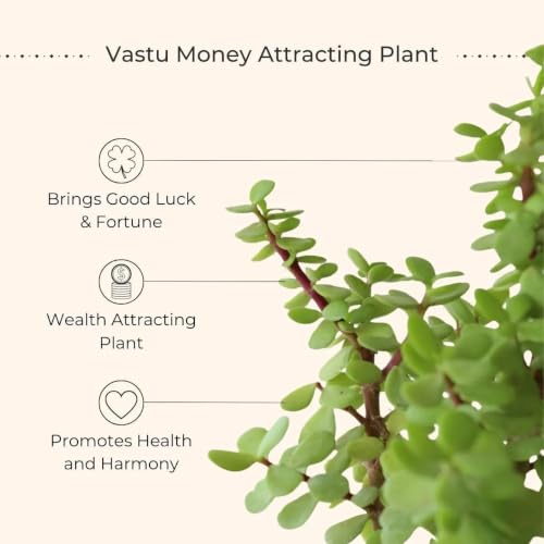 Image of Jade Plant Live Indoor Outdoor Bonsai (Crassula ovata) - Lucky Money Succulent for Vastu & Feng Shui, Healthy Rooted Plant for Home & Office Decoration
