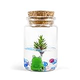 Live Tree Terrarium, Dwarf Japanese Garden Juniper x Frog, Real Live Plant, Maintenance Free