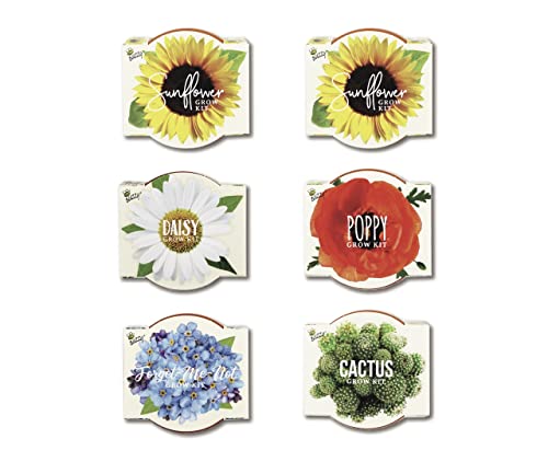 BUZZY Seeds Daydream Collection Mini Terracotta Grow Kit 6-Pack - Mini Terracotta Pot Grow Set - 100% Grow Guarantee