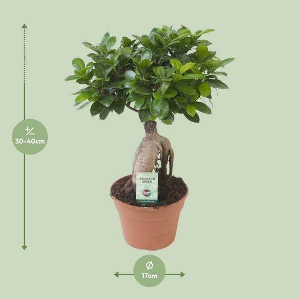 Chinesische Feige Ficus Ginseng Zimmerpflanze Ø17cm 40cm – pflegeleichte Grünpflanze für Wohnzimmer, Büro & helle Standorte kaufen