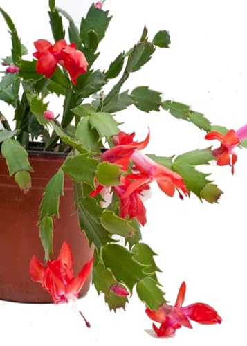 Cactus de Pascua Natural Planta de Impacto para tu Hogar