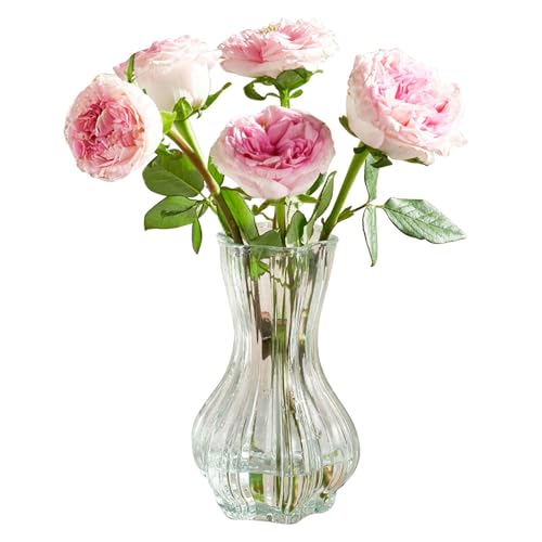 Vase en Verre Transparent 20,5cm,Vase à Fleurs Décoration Vases en Verre pour Tulipe, Grand Vases pour Décoration de Table Ou de Halloween Noël Mariage La Maison, Bureau Fête