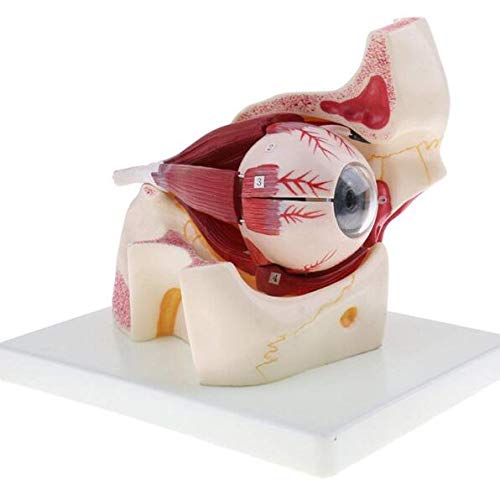 Teaching model,3x human eye ball, 1 part 1 part with spherical head and human eye/optic nerve/horny/iris structure model - anatomy didactic aid 25 * 19 * 20 cm Skeleton Model