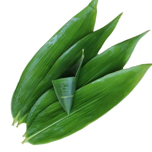 FIFIWER Hojas de plátano frescas (100 piezas, 13 pulgadas de largo x 3.2 pulgadas de ancho), hojas de plátano frescas para cocinar, hojas de bambú para hacer sushi, zongzi, cena china, decoración de