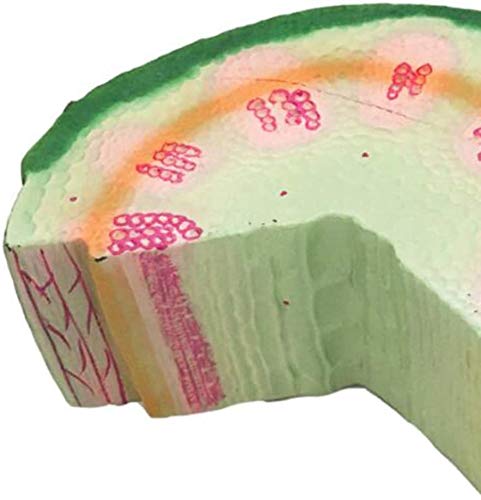 Dicotyle Herb Plante modèle Anatomie Stalk Outil pédagogique Organique expérience Matériel médical éducatif, Dicotyledonred