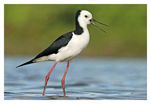 Obras de Arte Italia Llamada de lanza de alas negras, Estuario de Avon Heathcote, Christchurch, Nueva Zelanda Art-38'x26'