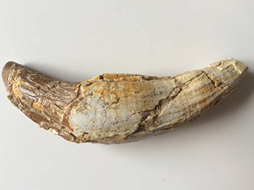 ★新生代始新世「原鯨類ドルドン」歯の化石★Ｌサイズ　①