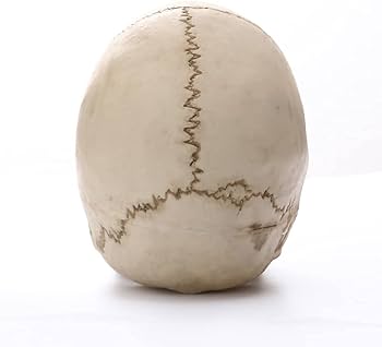 ドクロ.ガイコツ Amazon | 頭骸骨 ドクロ ガイコツ 1：1 実物大 模型 置物