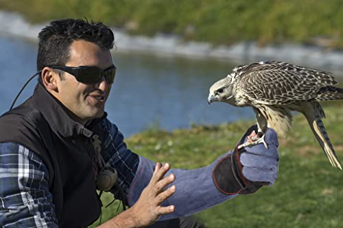 RAPICCA-Animal-Handling-Gloves-Bite-Proof-Double-Leather-Reinforced-Padding-DogCat-ScratchBird-Handling-Falconry-Gloves-Grabbing-Reptile-Squirrel-Snake-Bite-16in-Grey-Black