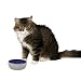 Ethical 5-Inch Cat Or Reptile Stoneware Dish