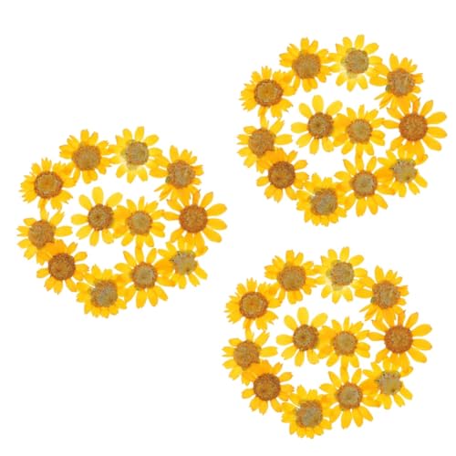 Flores Secas Margarita 72pcs para Manualidades DIY miniatura 1