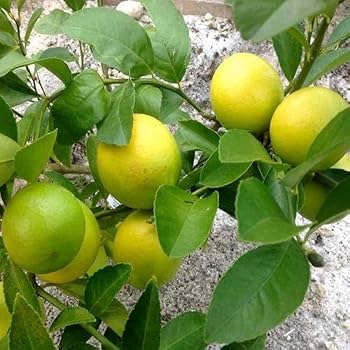 Image of All-Time12 Months Hybrid Grafted Guti Kolom Live Fruit Plant Original & Authentic for Outdoor Fast-Growing Fruit Plant Home Pack Of-1 (kagzi lemon plant pack of-1, Medium)