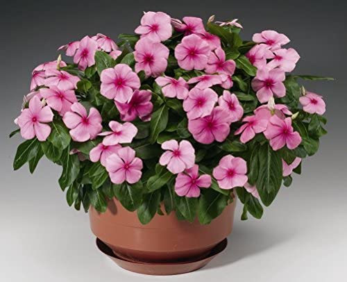 Live pink Sadabahar/Vinca/Catharanthus roseus/Periwinkle Attractive Flower Plants For Home/Balcony Garden Healthy Live 1 Flower Plant (B0C2ZVLPWQ) Amazon Price History, Amazon Price Tracker