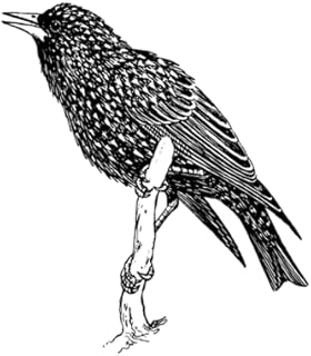 Starling Sounds