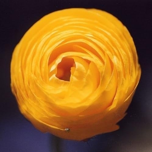 Votaniki Ranunculus Aviv Gold "Persian Buttercup" - Floraciones de larga duración, bulbos de ranúnculo perennes para plantar  Fácil de cultivar y de