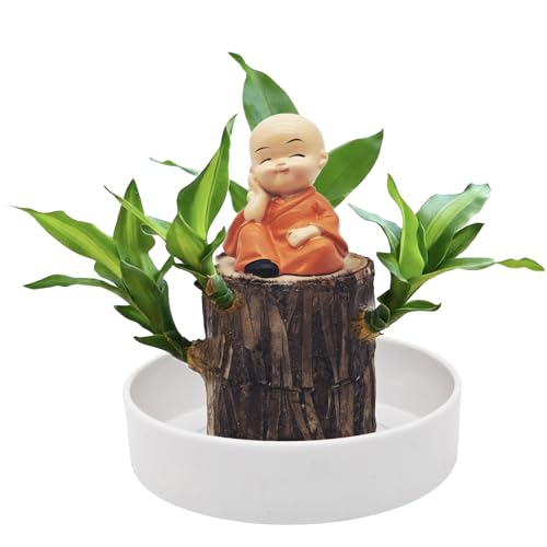 Crunier Planta de madera de la suerte brasileña, juego de plantas de madera de la suerte de Brasil con maceta, tocón hidropónico, adorno de escritorio