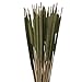 50 Stem Bundle of All-Natural Cattail Stems, Dried Decorative Drop-in Bouquet, 28” Tall Rustic, Farmhouse, and Holiday Décor, Long-Lasting Natural Arrangement (Fresh Green Grass)