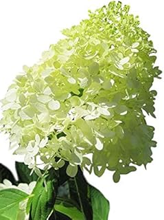 Limelight Hardy Hydrangea - Proven Winners - Quart Pot