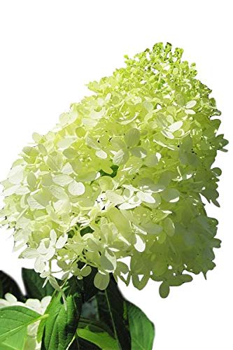 Limelight Hardy Hydrangea - Proven Winners - Quart Pot Limelight Hardy Hydrangea - Proven Winners - Quart Pot