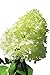 Limelight Hardy Hydrangea - Proven Winners - Quart Pot
