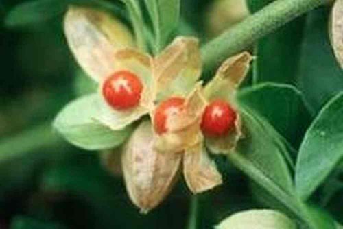 Asklepios-seeds® - 200 Seeds of Indian Ginseng - Ashwagandha - Withania somnifera