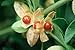 200 seeds of "Indian ginseng" - Ashwagandha - Withania somnifera
