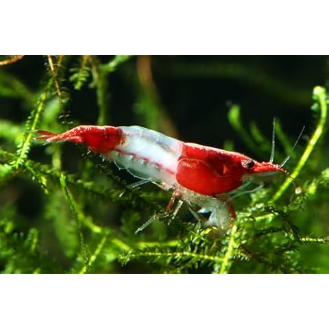 SF Aquatic 20 Red Rili Live Freshwater Aquarium Neocaridina Shrimps Inverts. Adult Breeding Age. Live Arrival Guarantee. Cover