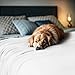 Utopia Bedding Knit Blanket Queen Size (90x90 Inches, White) Soft Lightweight Jersey Breathable Sweatshirt Blanket for Bed,Couch & Sofa