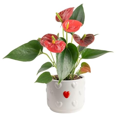 Costa Farms Anthurium Plant, Live Indoor Houseplant with Red Flowers, Easy Grow Flowering House Plant in Cute Décor Pot, Birthday, Housewarming, Get Well Soon, Home, Room, Office Décor, 12-Inches Tall Cover