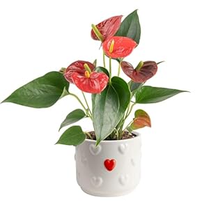 Costa Farms Anthurium Plant, Live Indoor Houseplant with Red Flowers, Easy Grow Flowering House Plant in Cute Décor Pot, Birthday, Housewarming, Get Well Soon, Home, Room, Office Décor, 12-Inches Tall