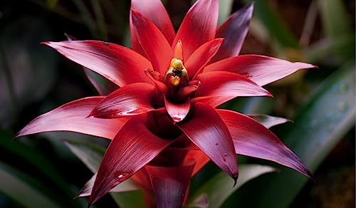 Generic Bromeliad Plant Seeds