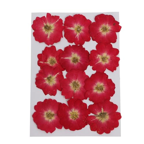 12 flores secas prensadas de rosa natural para manualidades