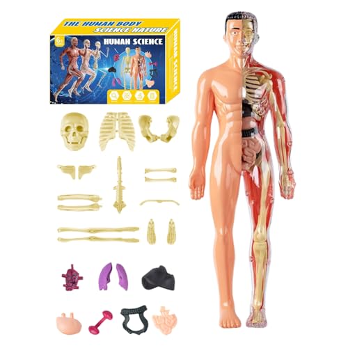 Modelo 3D de cuerpo humano, ayuda educativa de anatomía para niños y estudiantes, construcción de ABS con órganos extraíbles y hueso para estudio en casa, lecciones de ciencias y proyectos de estudio