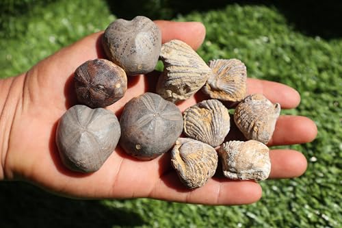 Image of Amazing Marine Fossil Collection: 4 Fossilized Sea Urchins and 6 Authentic Brachiopods, Perfect for Collectors and Natural Decor A177