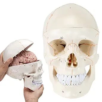 SKUMOD Human Skull and Brain Anatomical Model, Life Size Skull Model with Detachable Brain, Teaching Model for Classroom Display