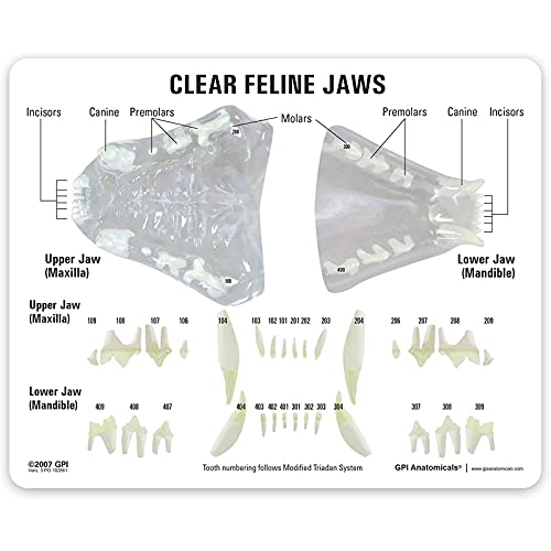 Modèle dentaire transparent de chat pour cabinet vétérinaire et étude anatomique - 5