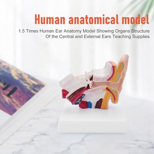 Image of Human Ear Model, 1.5 Times Enlarged PVC Stable Human Ear Anatomy Model Display Outer Middle Inner Ears Advanced Painting Anatomical Ear Model with Base for Teaching