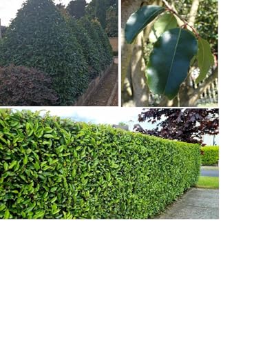 Portuguese Laurel Seeds | Prunus Lusitanica | 30+ Seeds | Fast Growing Hedging