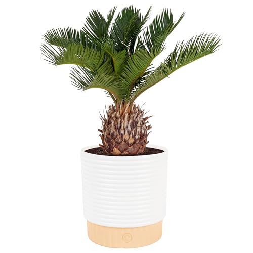 Image of Costa Farms Live Sago Palm, Easy to Grow Live Indoor Plant, Houseplant in Plant Pot, Home and Room Decor, 1 Foot Tall