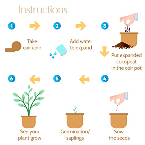 Image of City Greens Garden Starter Kit | Seed Starter Kit | 4 in 1 Vegetable DIY Gardening Plant Kit - Tomato,Cucumber,Chilli, Brinjal | Total Seed - 40.