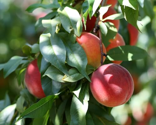 Florida Glo Peach Tree - Low Chill Hours - Self Pollinating Live Fruit Plant Shipped 2 to 3 Feet...