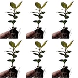 plantas aromaticas y medicinales wikipedia 6 Plantas en cepellón y de unos 15 - 20 cm 🍽️ Sazonador natural: Sus hojas aromáticas realzan el sabor de sopas, guisos y carnes. 🌱 Propiedades medicinales: Alivia dolores articulares y mejora la digestión. 🌳 Planta ornamental: Aporta un toque elegante y verde a jardines o interiores.