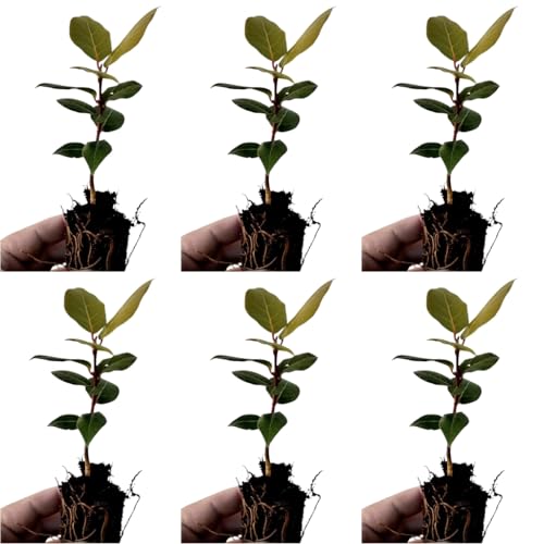 Pack de 6 plantas aromáticas de Laurel, 15-20 cm. Laurus nobilis. Arbusto perenne con hojas aromáticas, usadas en cocina y medicina. Segura Garden.