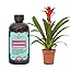 Bromeliad