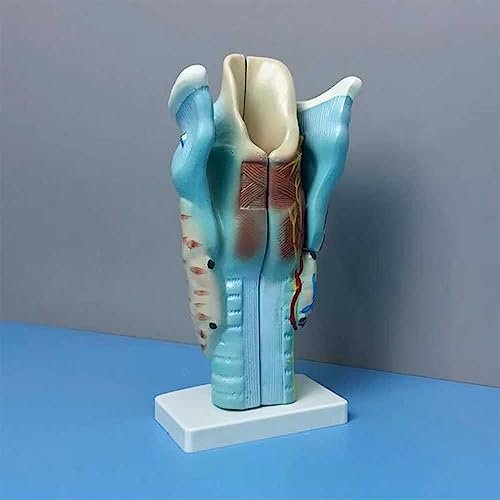 Modèle larynx magnifié anatomie AMITD détachable pour enseignement - 7