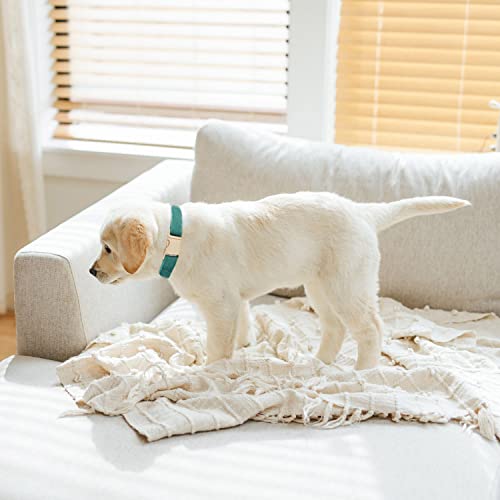 Petiry Soft Dog Collar with Safety Metal Buckle Adjustable Durable Comfort Velvet Corduroy Puppy Collars for Small Dogs,Forest Green,Neck 25-38cm - Image 4