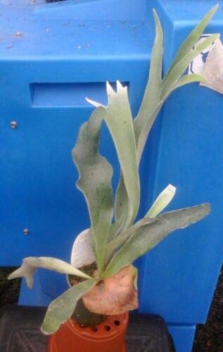 Generic Dutch Staghorn Fern - Platycerium bifurcatum 'Netherlands' - 4"" Pot, Green
