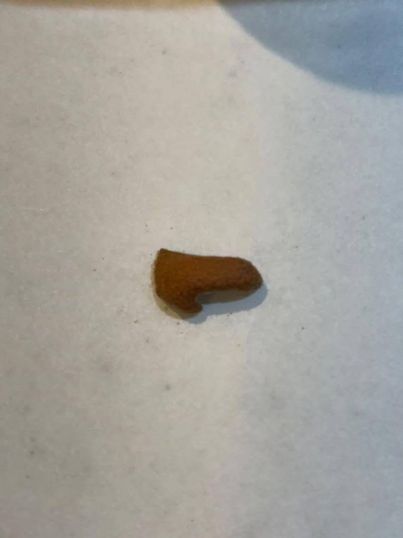 Amazon.co.jp: ビカクシダ 